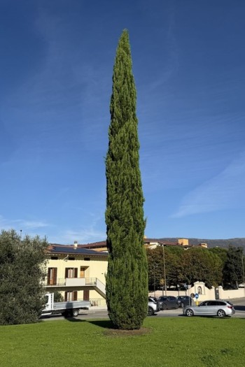 Кипарис вічнозелений Тотем|Cupressus sempervirens Totem|Кипарис вечнозеленый Тотем